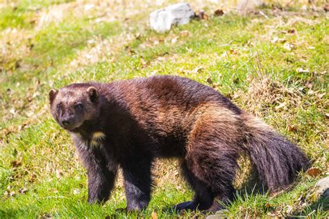 The search for California’s rare wolverine